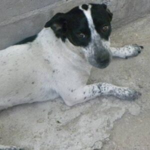 por favor ayuda a mi perro que esta enfermo