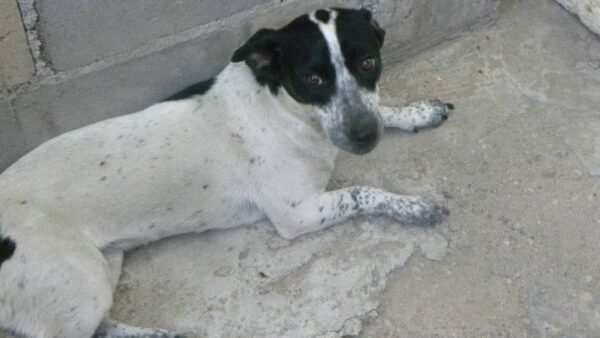 por favor ayuda a mi perro que esta enfermo
