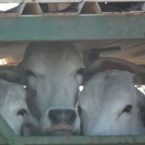 Help End the Cruel Live Cattle Export Trade from Townsville