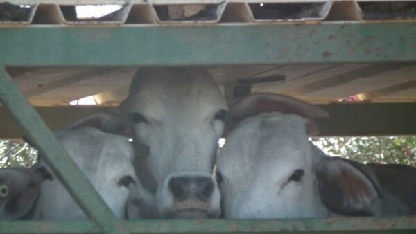 Help End the Cruel Live Cattle Export Trade from Townsville