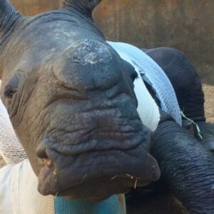 Save the Rhino "Care For Wild Fund"