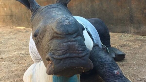 Save the Rhino "Care For Wild Fund"