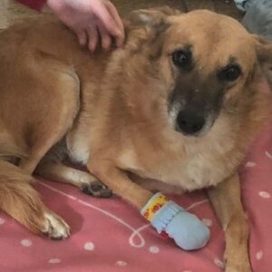 Rescue dog needs help with amputation surgery