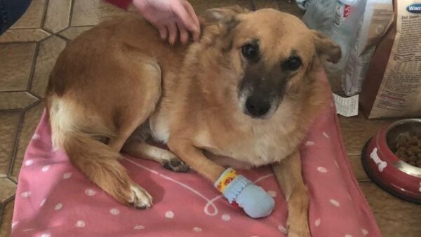 Rescue dog needs help with amputation surgery