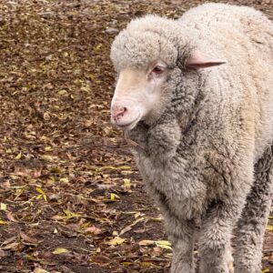 The Professor Asks Politely for Hay