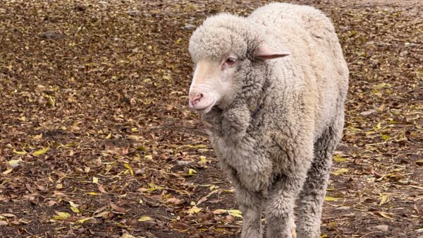 The Professor Asks Politely for Hay