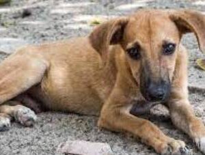 We ask for help for the dogs of our foundation