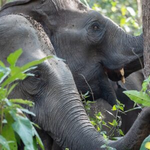 ☘️ Change the Fate of Six of Palatha's Last Elephants