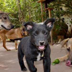 Life-Saving Medication for our rescues!