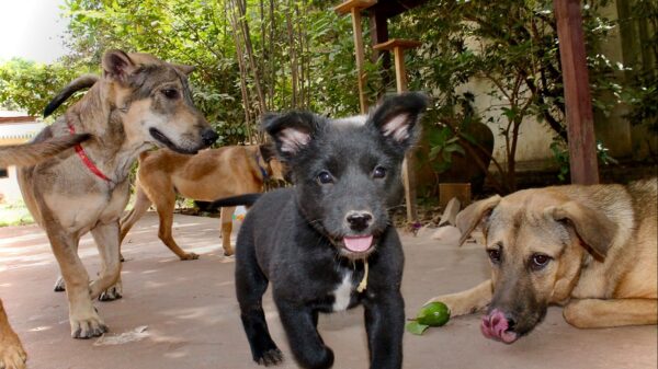 Life-Saving Medication for our rescues!