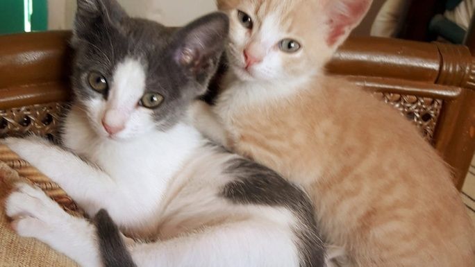 Urgent Spay and Neuter program