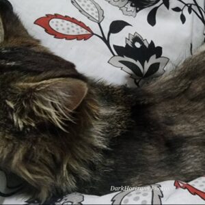 Xrays for Astro the Kitty