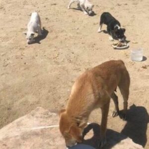 Mama and 4 pups in urgent need of rescue!