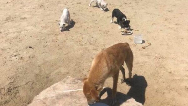 Mama and 4 pups in urgent need of rescue!