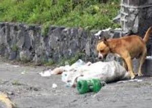 help feed the dog abandoned in a forest