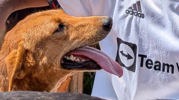 Support operation dogs rescue