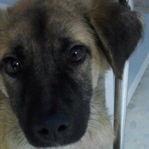 After a rough start in life Oli really deserves a loving home!