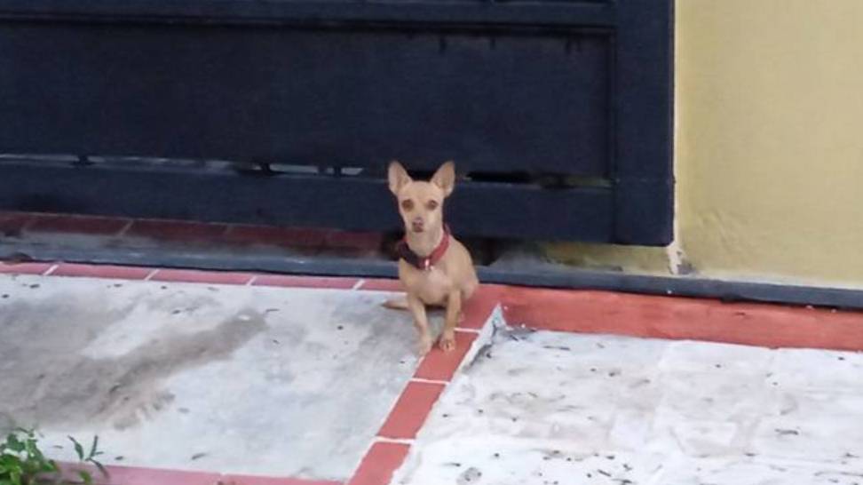 ayudame a comprar los alimentos para mi perro