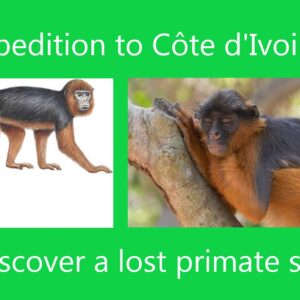 Expedition to Côte d'Ivoire to rediscover a lost primate species