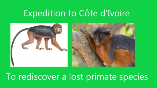 Expedition to Côte d'Ivoire to rediscover a lost primate species