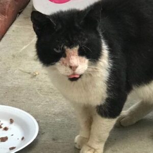 Feral Cats In Need Of Veterinary Care