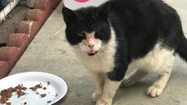 Feral Cats In Need Of Veterinary Care