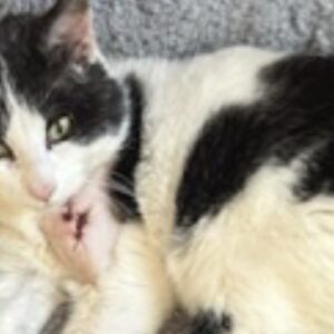Sanctuary cats