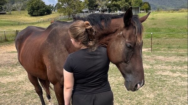 Help Sid, Gus & Dreamy Find Their Forever Home