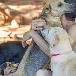 Help for the animal shelter
