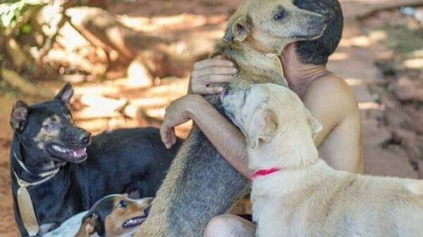 Help for the animal shelter