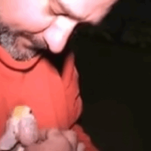 High Court Challenge to Laws Silencing Animal Cruelty Exposure