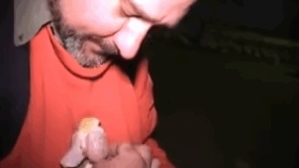 High Court Challenge to Laws Silencing Animal Cruelty Exposure