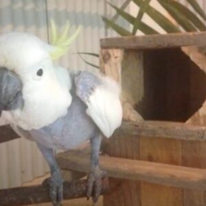 Help Us Take Birds Under The Wing