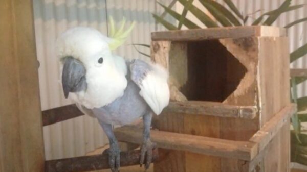Help Us Take Birds Under The Wing