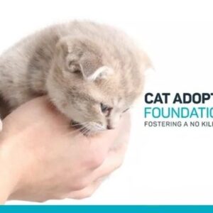 Raising Money for the Cat Adoption Foundation Inc.