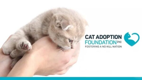 Raising Money for the Cat Adoption Foundation Inc.