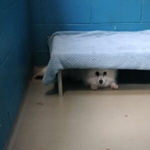Help us save more cats and dogs from Australia's most high kill pounds