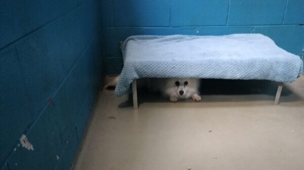 Help us save more cats and dogs from Australia's most high kill pounds