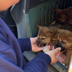 One Chance to Save Five Tiny Lives