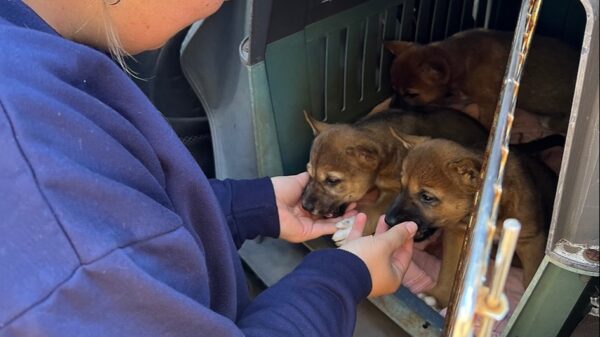 One Chance to Save Five Tiny Lives