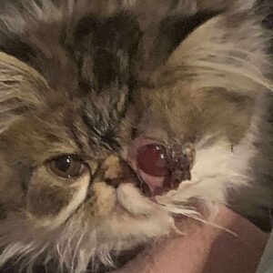 *URGENT* Uno's Emergency Eye Surgery