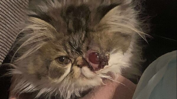*URGENT* Uno's Emergency Eye Surgery