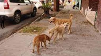 Ayuda a un Amigo Peludo Abandonado: Dona para su Comida y Cuidados Médicos