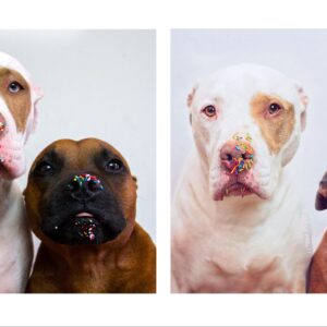 The Last Fund Raiser for Life of Pikelet Rescue