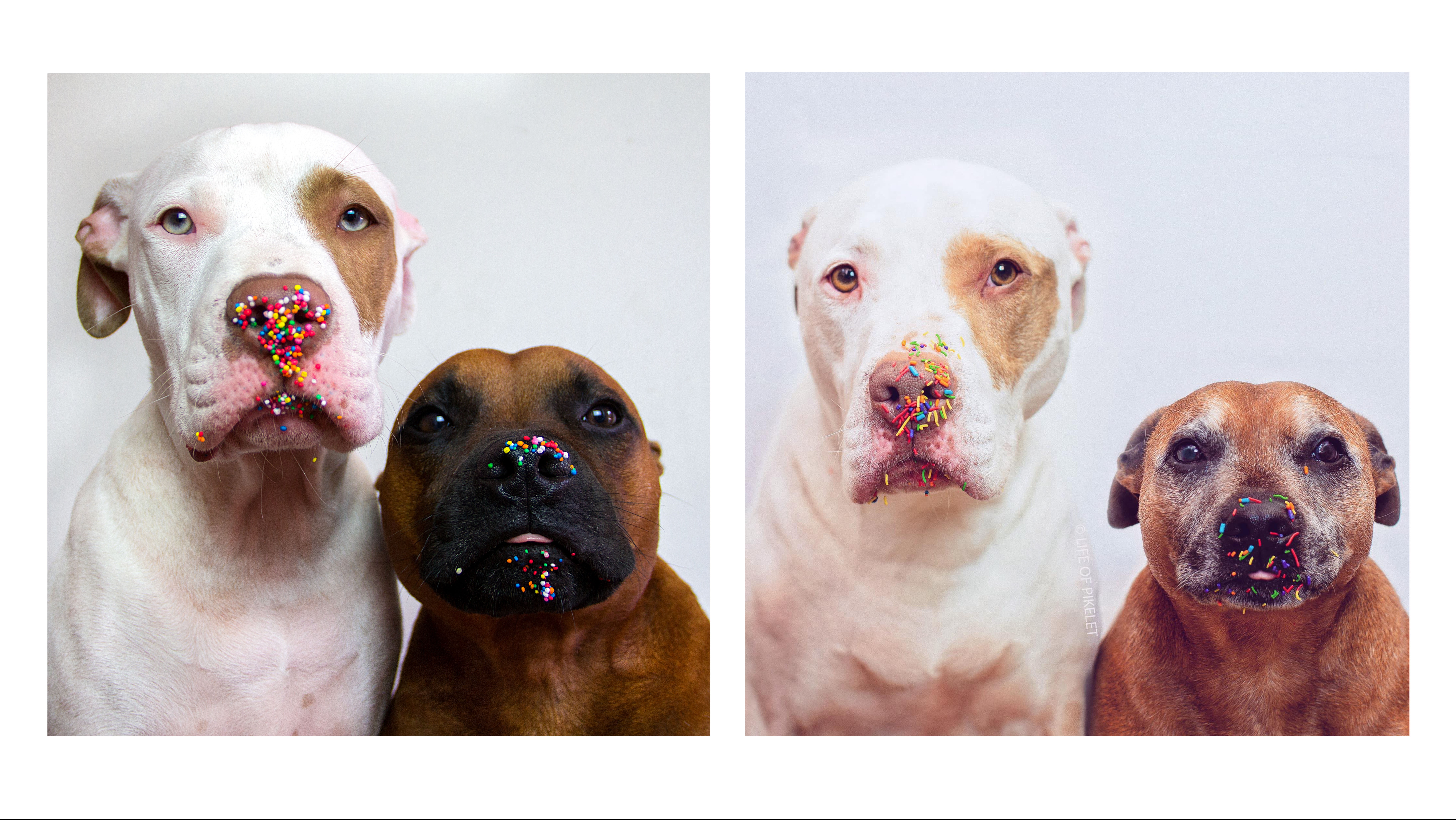 The Last Fund Raiser for Life of Pikelet Rescue