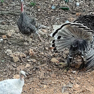 Let's rescue the dying turkeys
