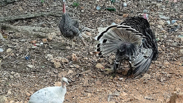 Let's rescue the dying turkeys