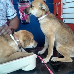 DOG SQUAD Vaccination Campaign