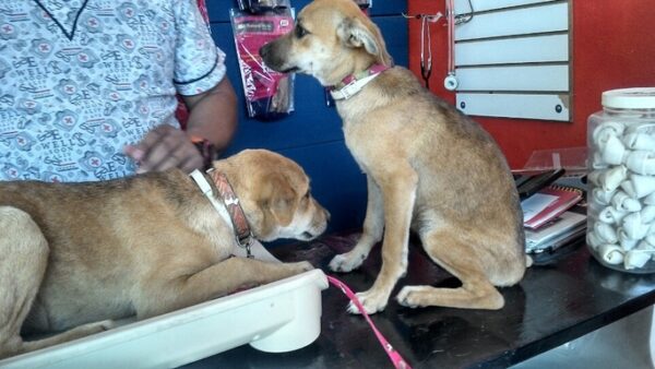 DOG SQUAD Vaccination Campaign