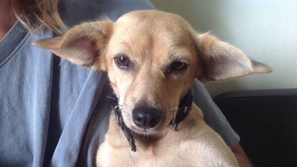 Life-saving heart surgery for little Scarlet